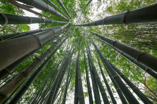 揚州南山竹海旅游攻略