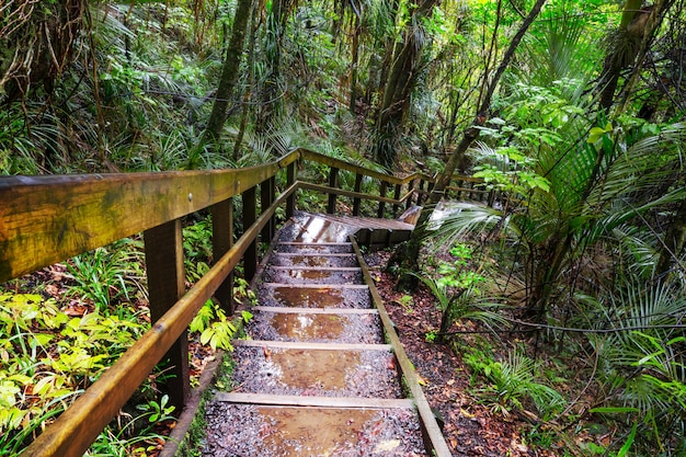 田心森林公園登山攻略
