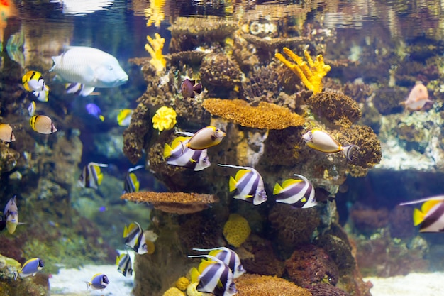 大連金沙灘周邊海鮮館