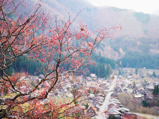 甘肅桃花溝旅游攻略