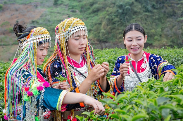 苗藥旅游攻略