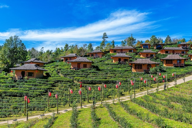 苗藥旅游攻略