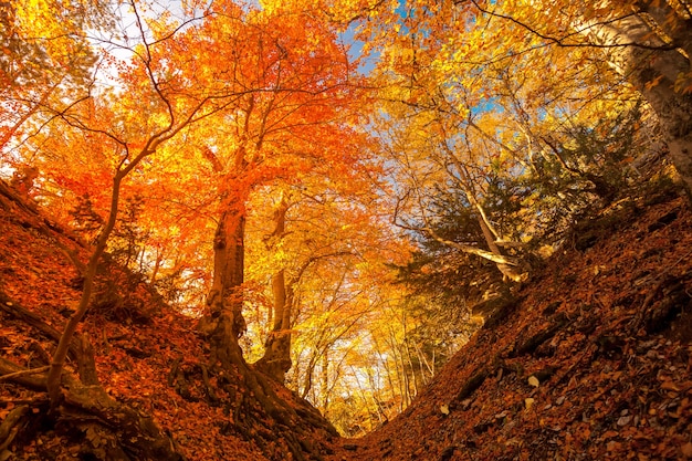 江門(mén)圭峰山楓葉攻略