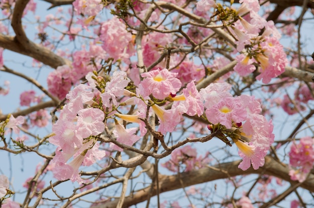 京都櫻花旅游攻略自由行七日