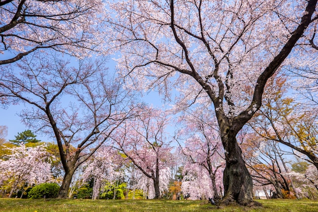 京都櫻花旅游攻略自由行七日
