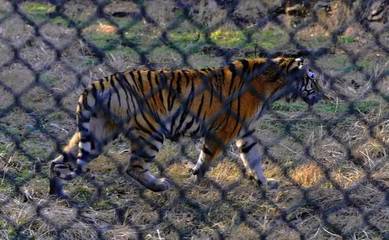 珍珠泉野生動(dòng)物園攻略