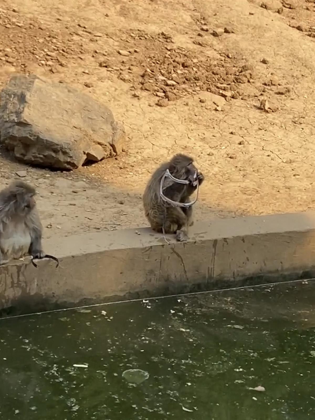 珍珠泉野生動(dòng)物園攻略
