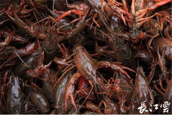 湖州吃螃蟹的地方推薦 蘇州吃螃蟹的地方